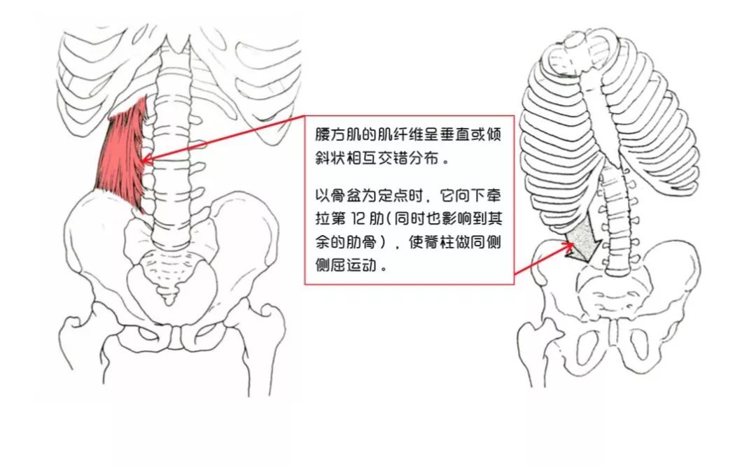 腰方肌——腰椎桅杆的定索