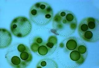 雅马哈，从造钢琴、摩托车到生化研究，还有什么你不敢做的？ | 唠氪儿