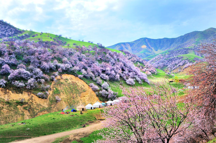 吐尔根杏花沟