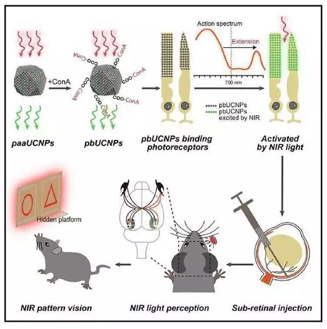 当老鼠拥有“鹰眼”，人类世界会发生什么变化？