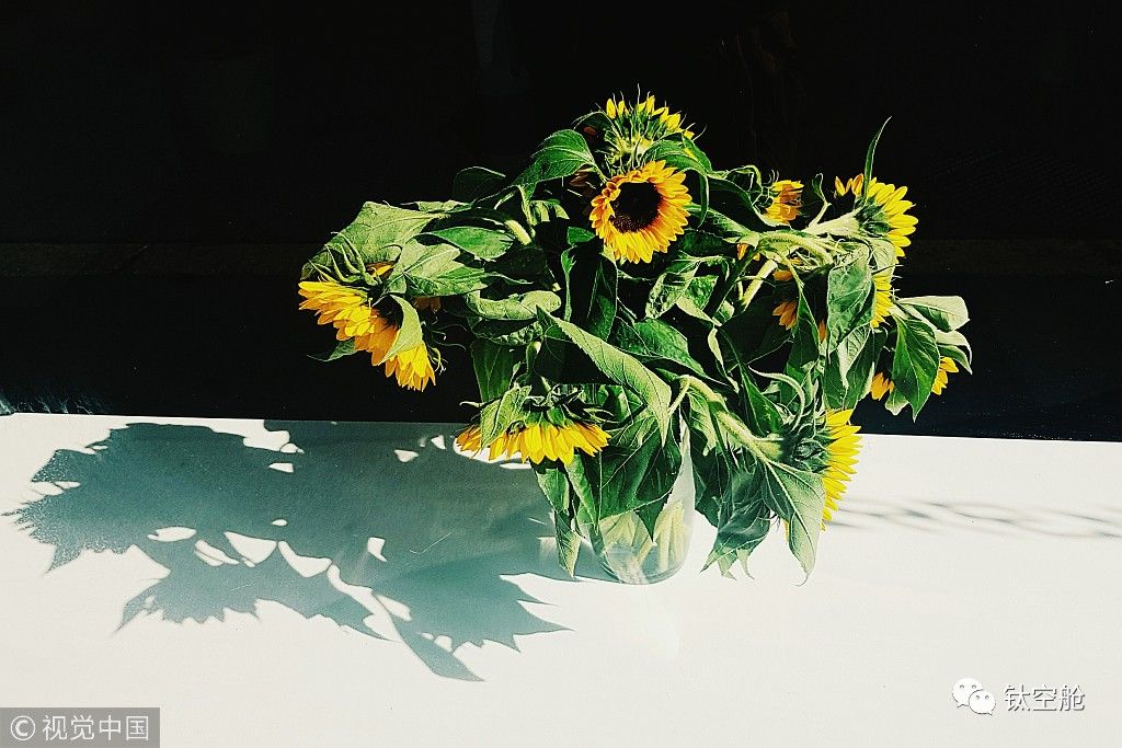 能当台灯，能养花，无土养殖智能养花机，开启养花新模式 | 钛空舱