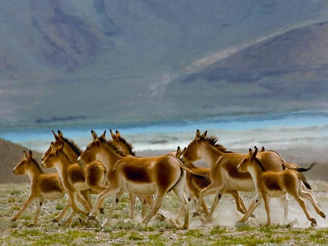 印控克什米尔的拉达克:看了你就知道它有多美