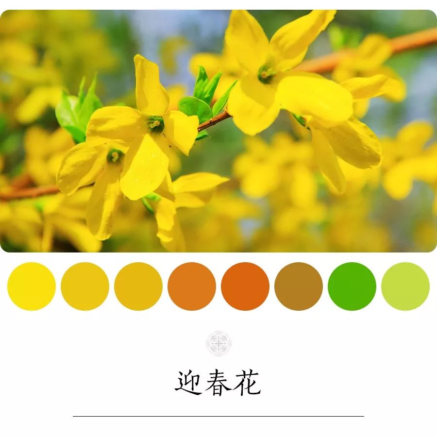 迎春花