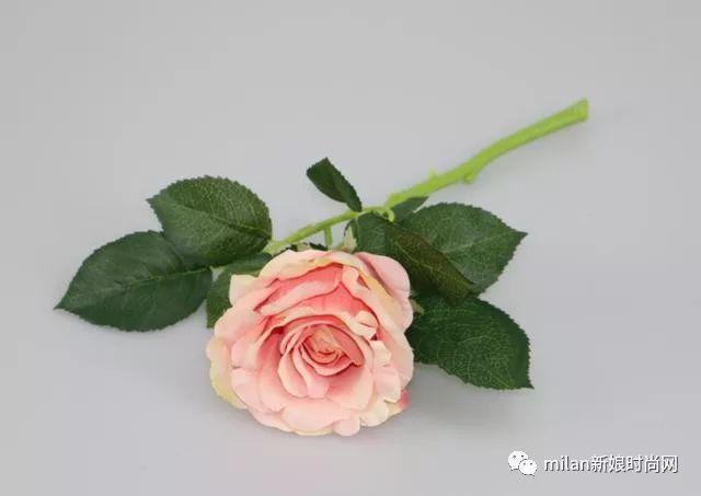 心理学：四朵玫瑰花，你最喜欢哪一个？测你后半生幸不幸福！