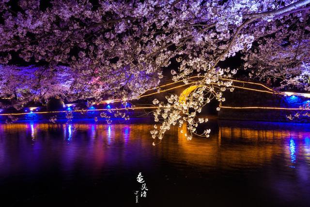 樱花季,来无锡鼋头渚赏一场粉色樱花雨