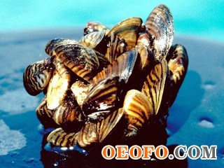 822b00f3d9f0445cb8d29d8dad643bde.jpg 822b00f3d9f0445cb8d29d8dad643bde.jpg