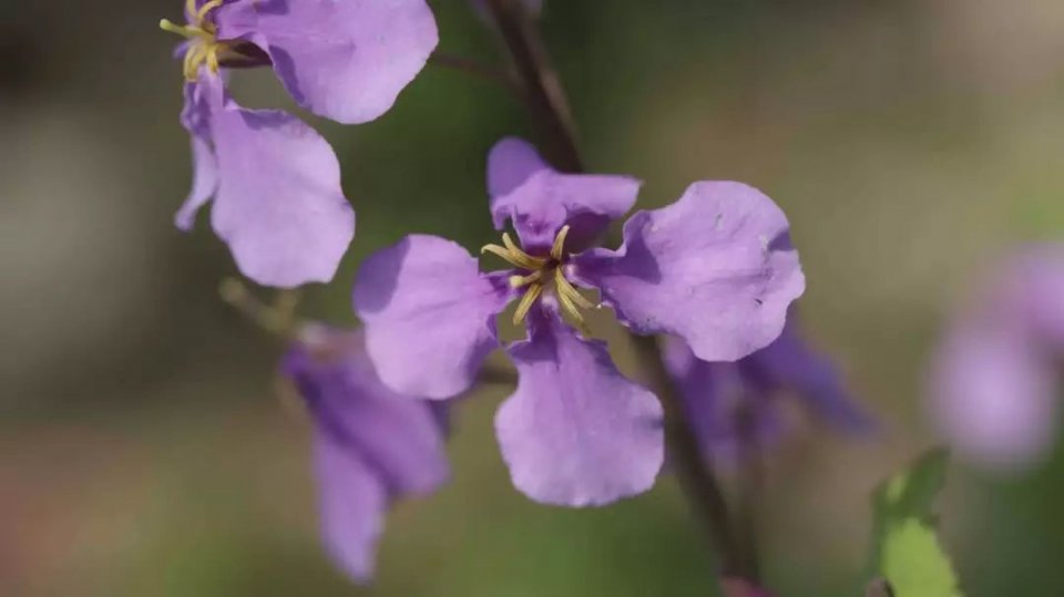 "四强雄蕊",也是辨识十字花科植物的一大特征.