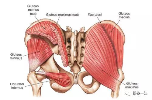 因为臀肌有很多不同的起止点,所以它对应了很多功能.