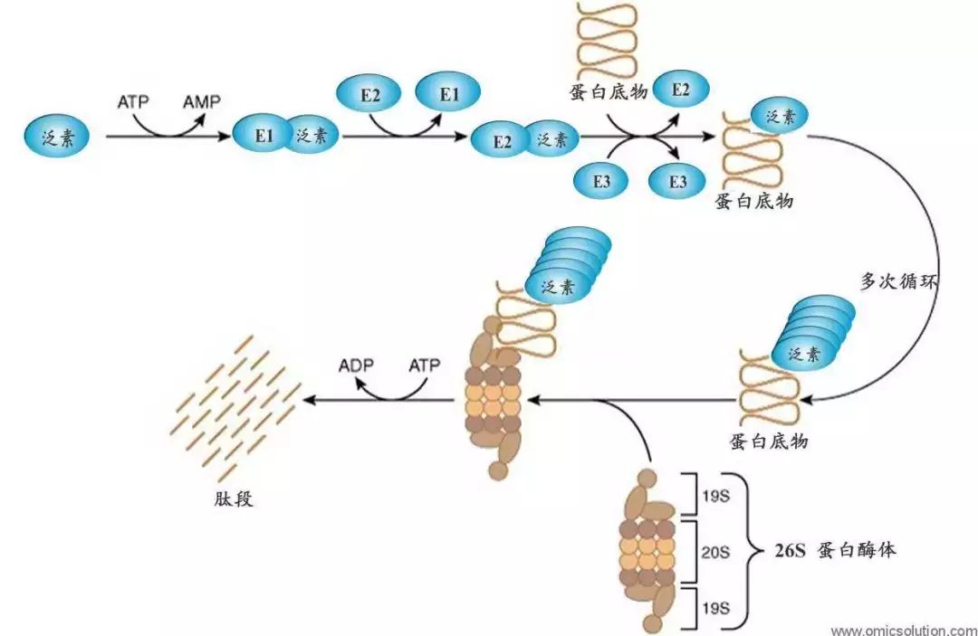 泛素—蛋白酶体系统