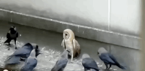عһˡ
