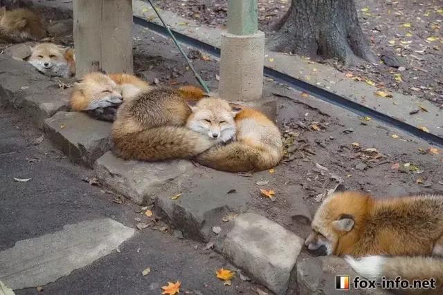 从动漫到虚拟主播,为什么阿宅们这么喜欢吸狐狸?