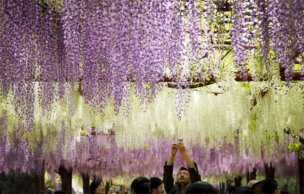 今年五一假期，上海一花园成网红景点，百株紫藤萝引来无数游客