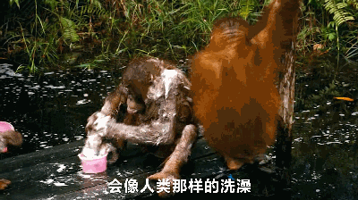 红毛猩猩很聪明,曾经有一个红毛猩猩上过大学,而且还会用人类的货币