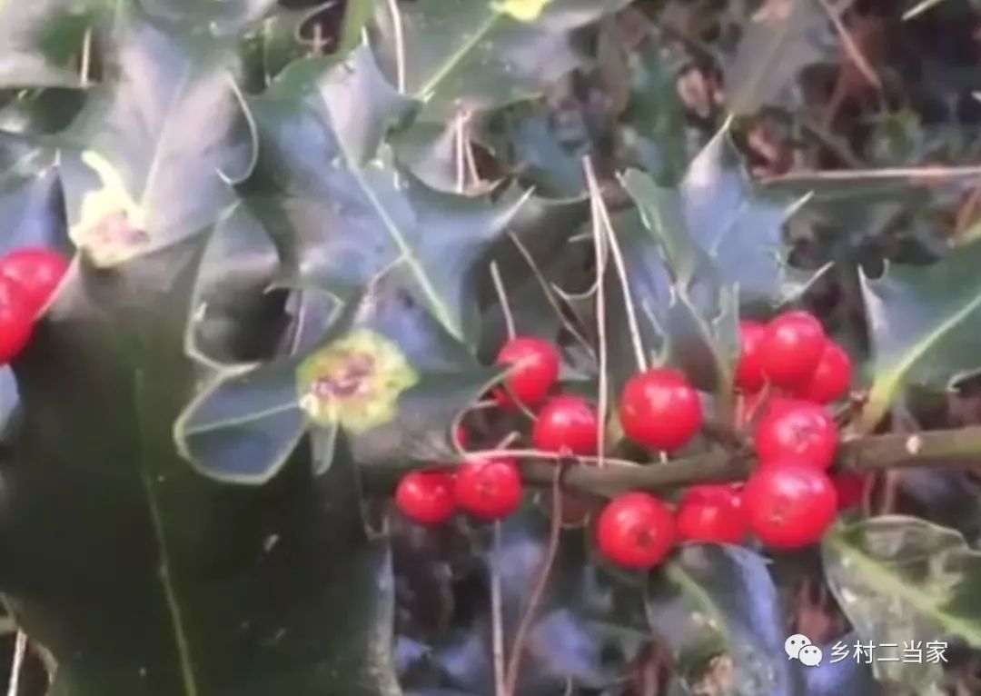 农村这种野草很常见,古代称"避孕草药",价值高用途多多!