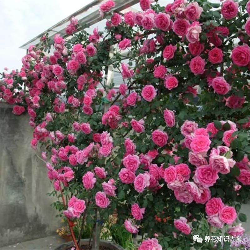 点击查看源网页