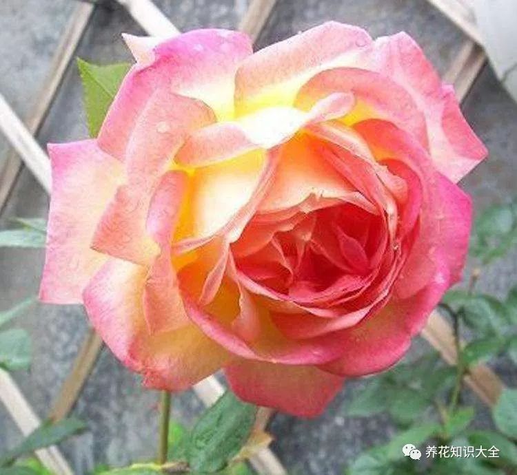 点击查看源网页