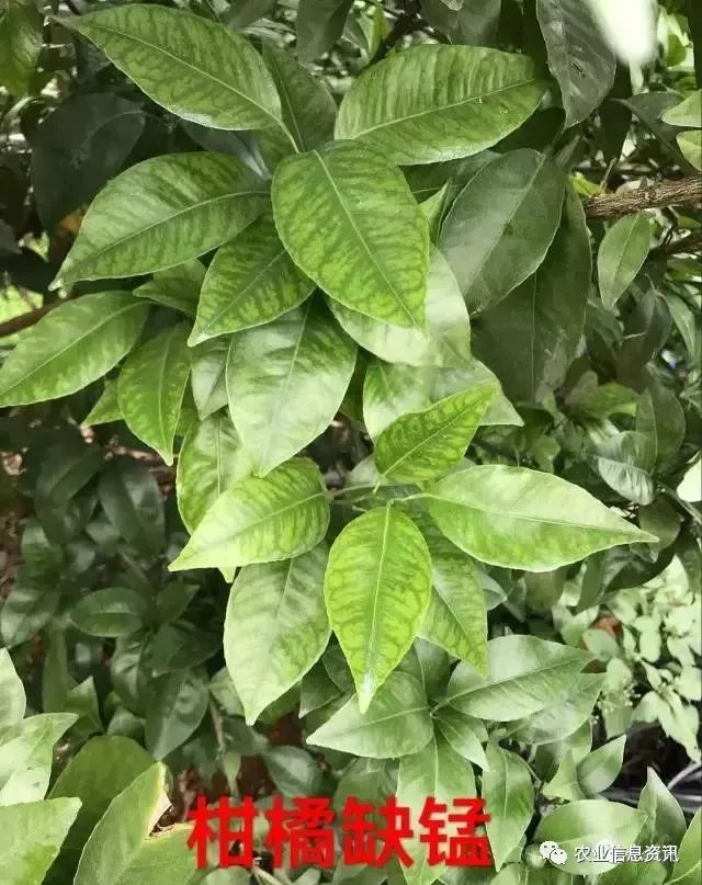 柑橘缺素症有一些各自的特点,下面整理十二种缺素症:缺氮,缺磷,缺钾