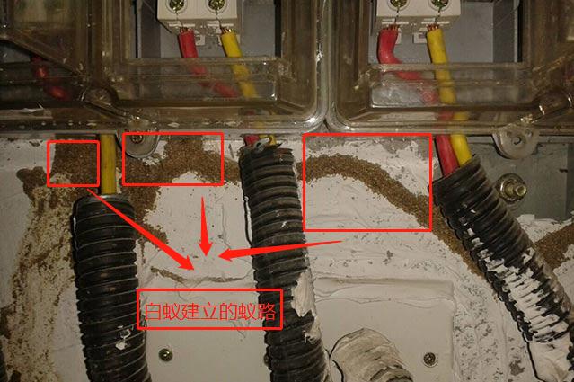 白蚁建立蚁路危害电缆