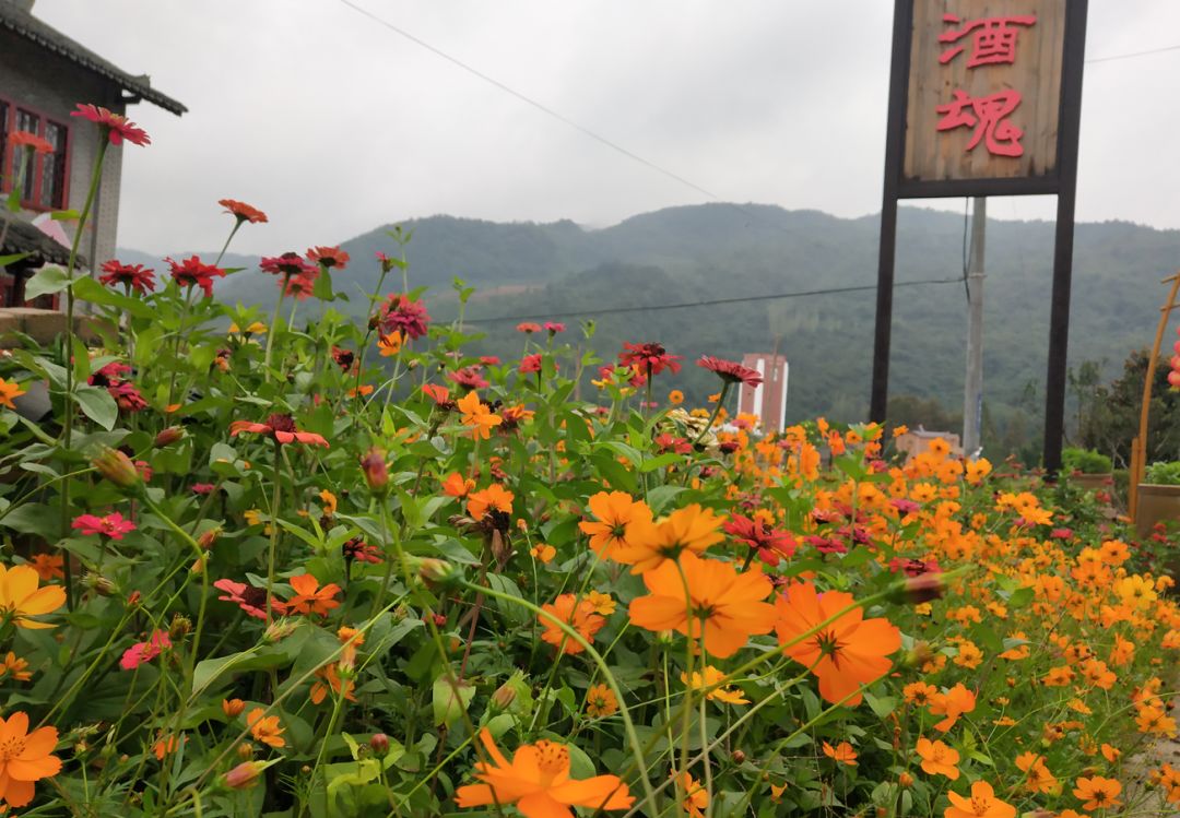 房县"花田酒溪"走进央视直播啦!