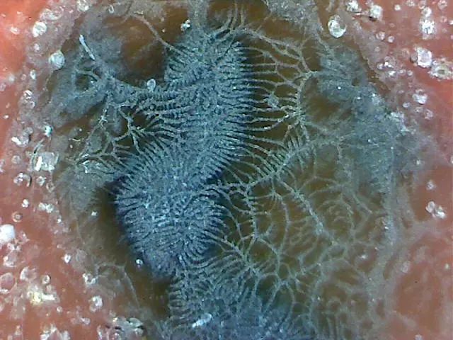 156、瓷器微观典型特征