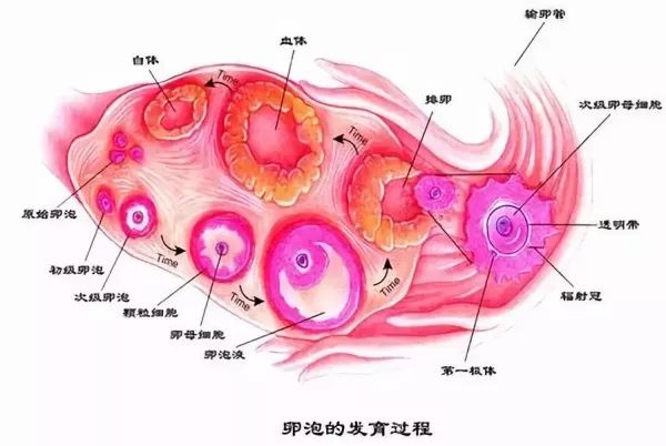 只有一个卵泡会发展成熟,一生中,女性也只排出400~500个成熟卵子