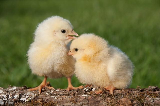 「肉禽养殖窍门」肉鸡饲养管理