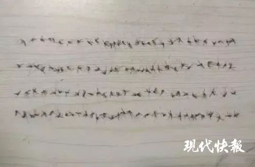 有图有本相!他一晚上竟干掉 120 只蚊子!网友笑了:作风过硬