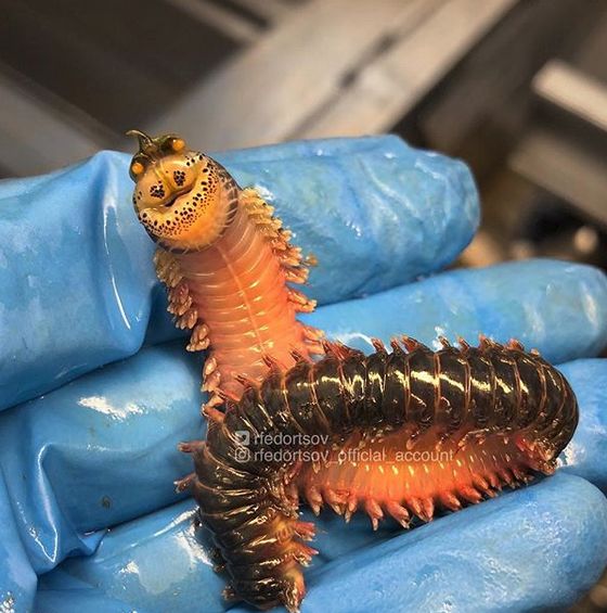 憨厚版海蜈蚣?(不确定是否有这种生物名)笑眯眯还有点肥美.
