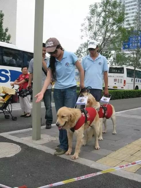 简单4招,教你辨别真假导盲犬