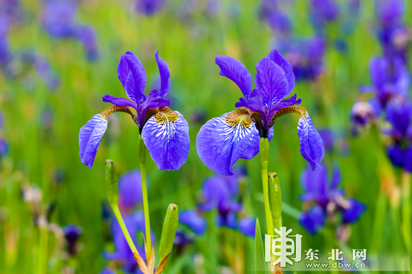 伊春朗乡百万株马兰花开分外妖娆(组图)
