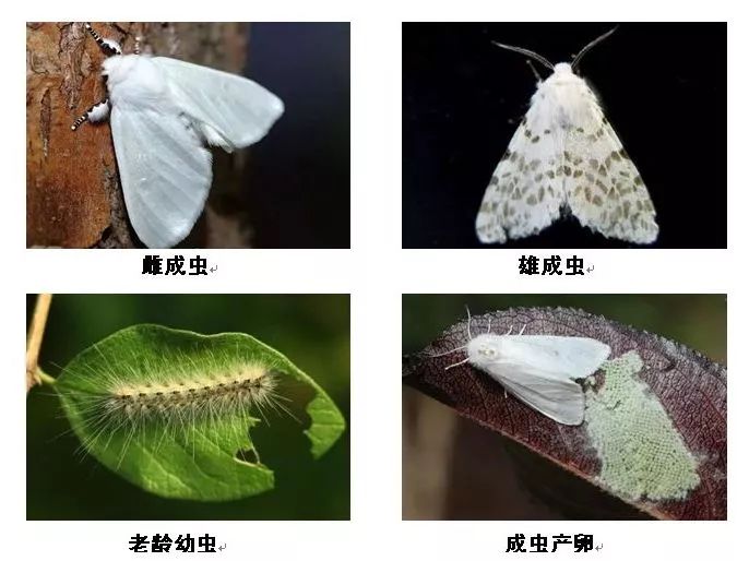 最新消息!飞机又要来平度了!时间定在.