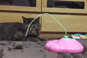 推主看到网上有款逗猫神器,买回来给猫,猫看后面无表情!