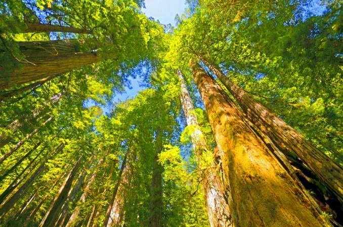 谁在想空想称王霸天地《丛林法则之思》山林子自然道
