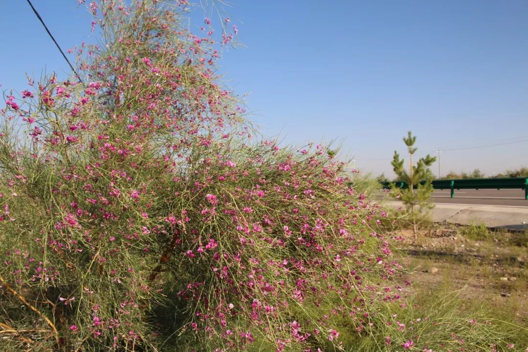 沙生植物花棒