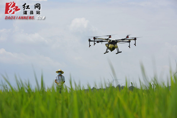 道县利用植保无人机喷洒农药 助力水稻种植__凤凰网