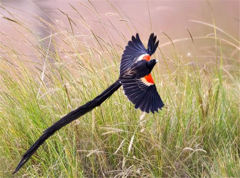 长尾巧织雀,也称长尾寡妇鸟,一种生活在非洲中南部的鸟类物种.