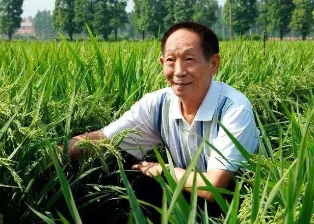 英语流利、俄语不差,会拉小提琴、跳踢踏舞……原来你是这样的袁隆平
