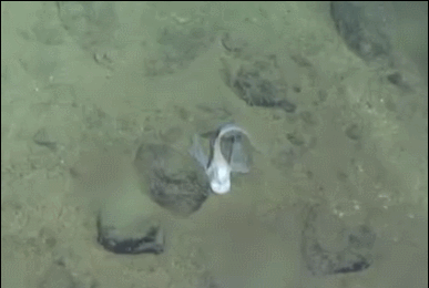 马里亚纳海沟底部有鱼类生存吗？不仅有，而且还很漂亮！
