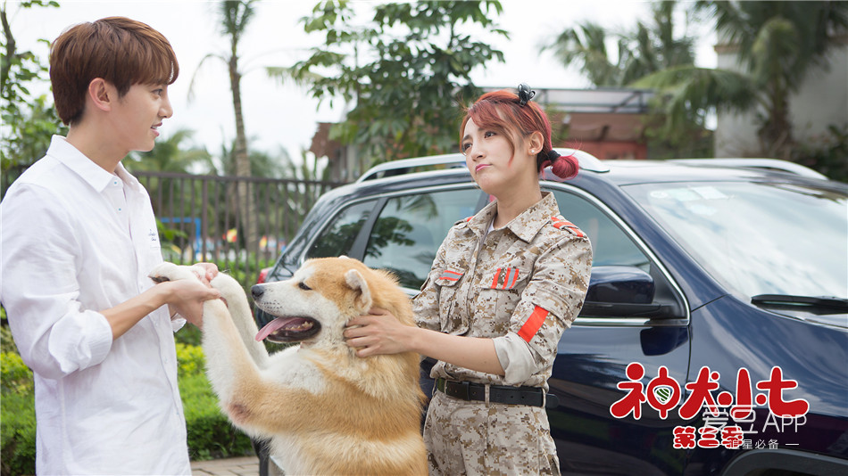 [消息]《神犬小七3》救援队初建 姜潮宋妍霏帮助小七适应新环境