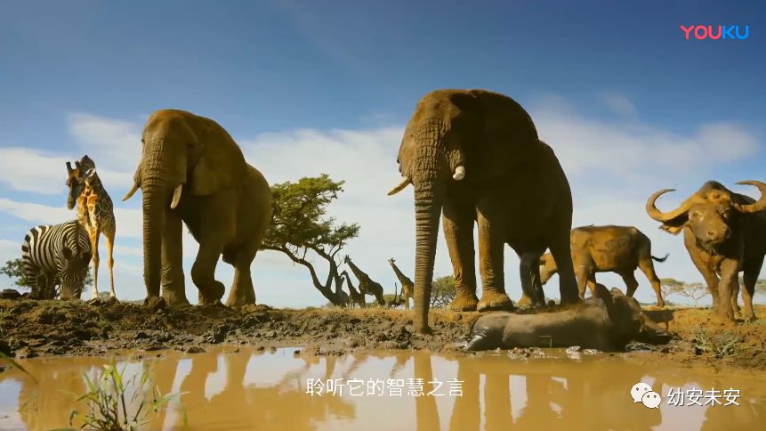 动物世界启示录,看穿生而为人的残酷和幸运|隐喻现实的动物纪录片