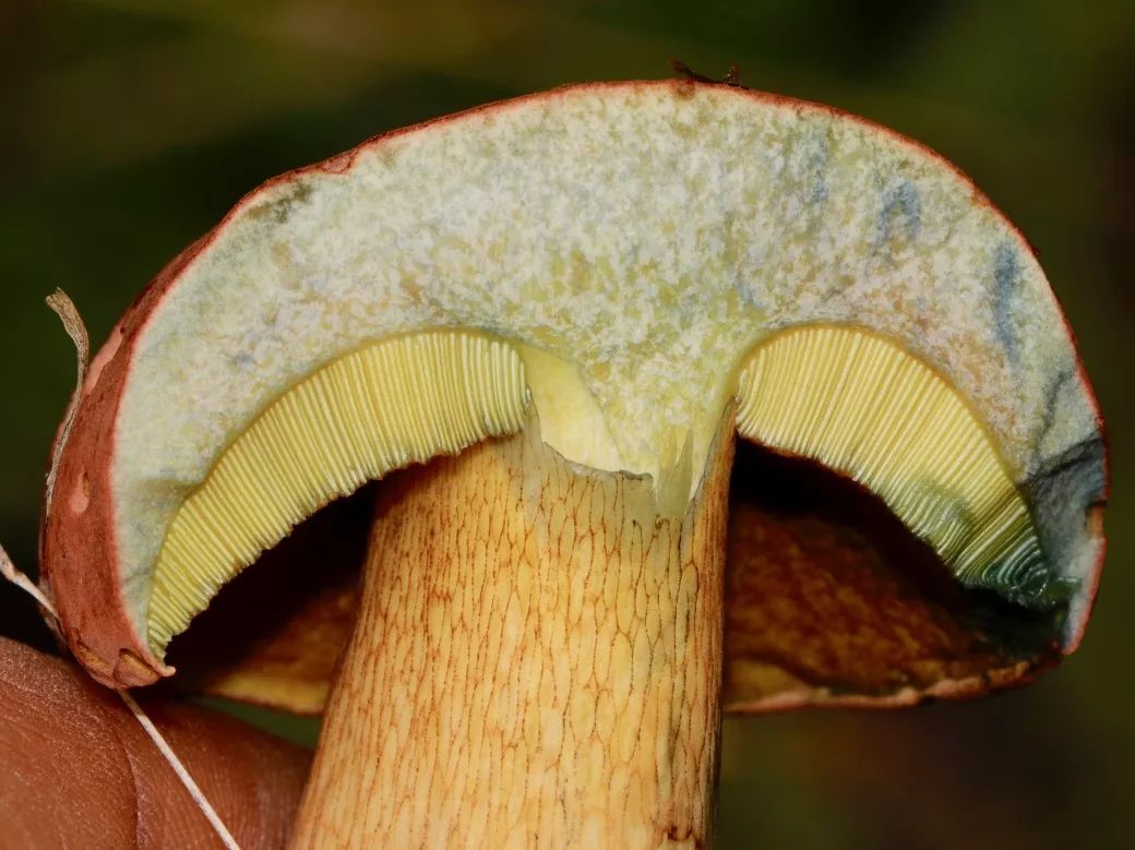 野生菌菇蘑菇高清图片下载-正版图片500789117-摄图网