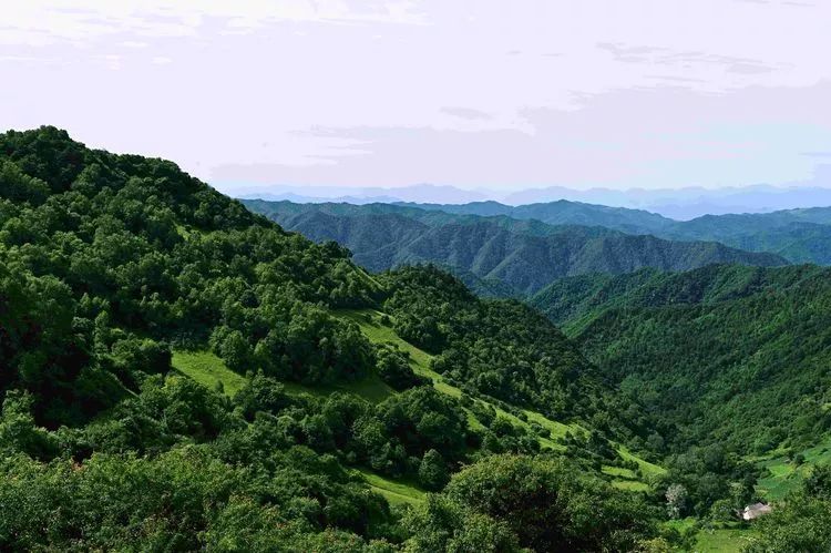 风驰电掣的战马 关山草原的七月