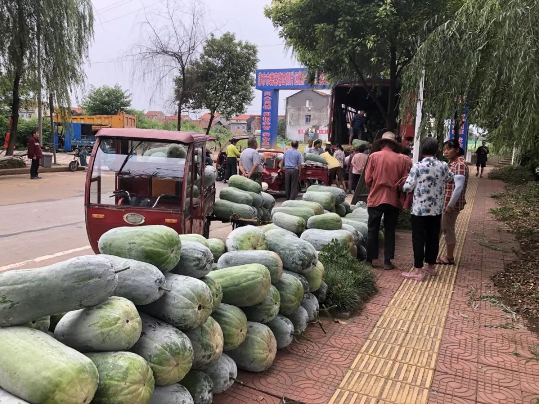 急!常德这里菜农的几万斤冬瓜滞销,请帮帮他们吧