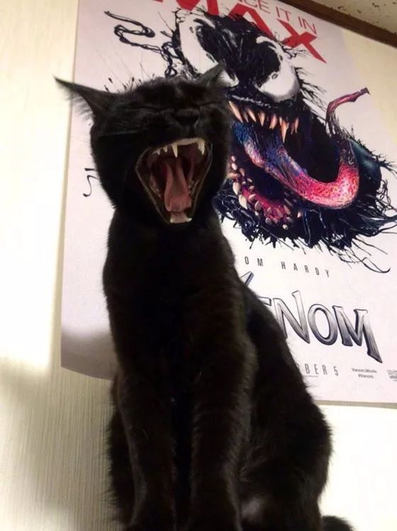 主人趁黑猫打哈欠时跟毒液海报一起合影就是后面的表情太搞笑了