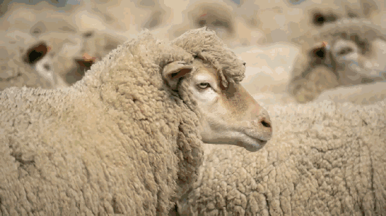 澳大利亚绵羊油享誉世界,是英国女王梳妆台上的必备之物.