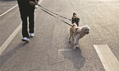 多地出台“最严”犬类管理条例 中华田园犬遭禁养
