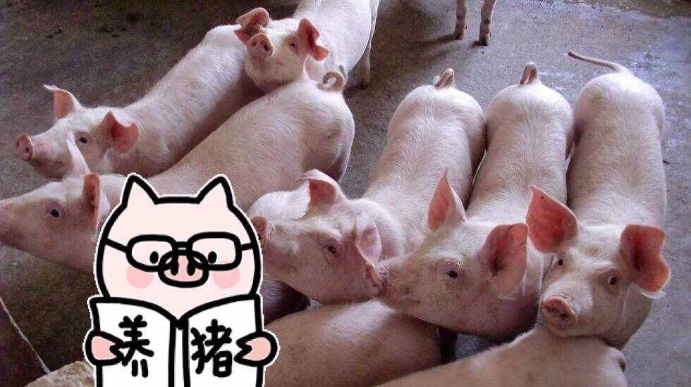  确认过你的脸，你是猪