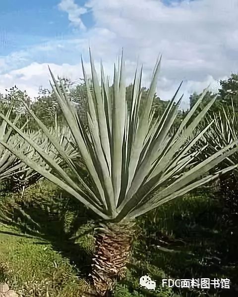 剑麻(学名:agave sisalana)又名 菠萝麻, 琼麻, 衿麻,英文叫 sisal.