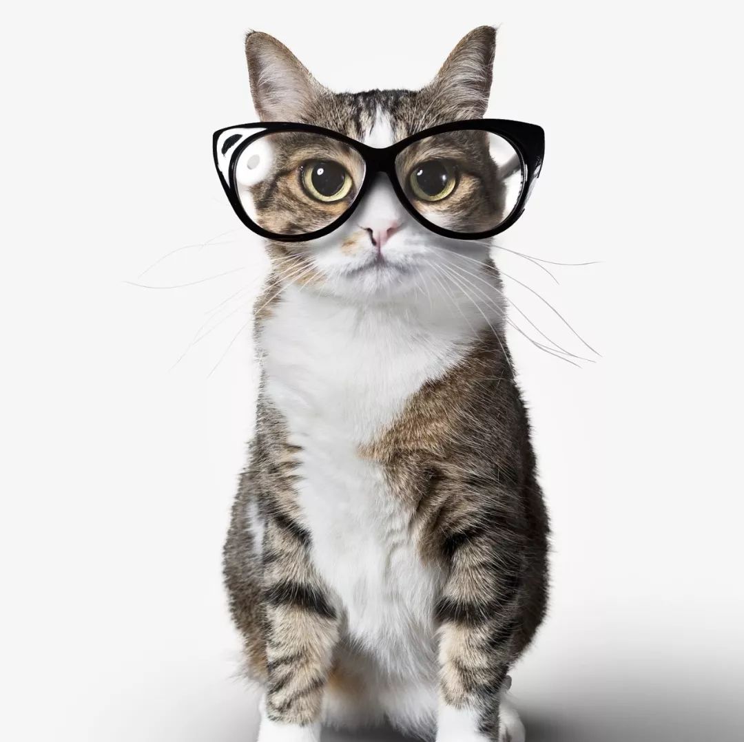 求带眼镜的猫咪头像?像这张图一样? - 知乎