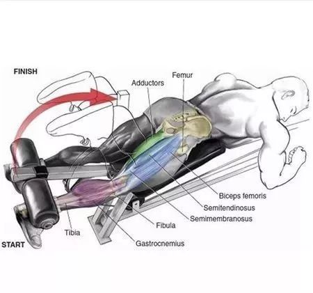 全套健身房训练动作图解,让你从此告别瞎练!